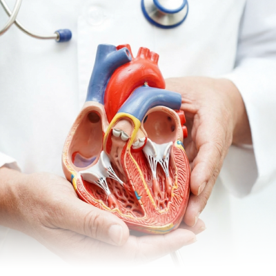 Cardiology